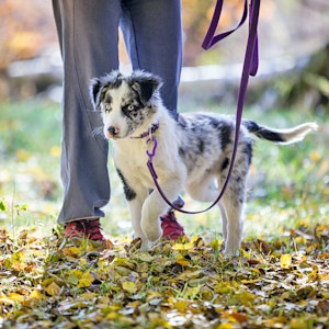 Person walking their puppy outside on a leash.