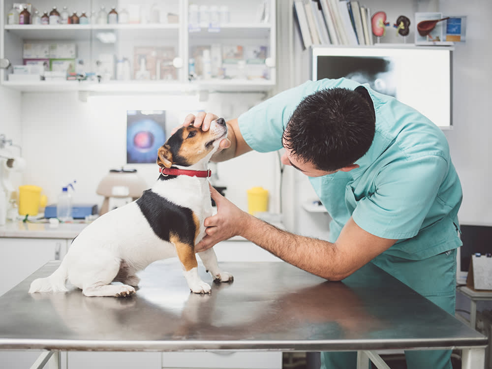 A vet examining the neck of a small dog on the examination table