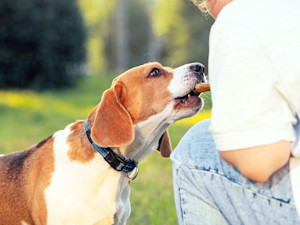 Someone giving their dog a treat outside in the grass.