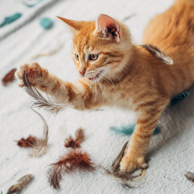A cute orange tabby kitten playing with feathers.
