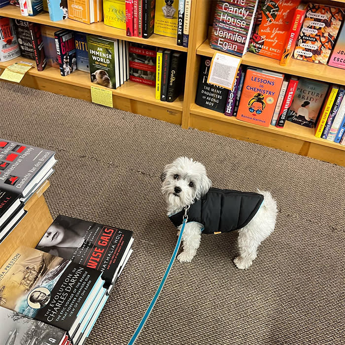 a dog in a black jacket inside Unabridged Books