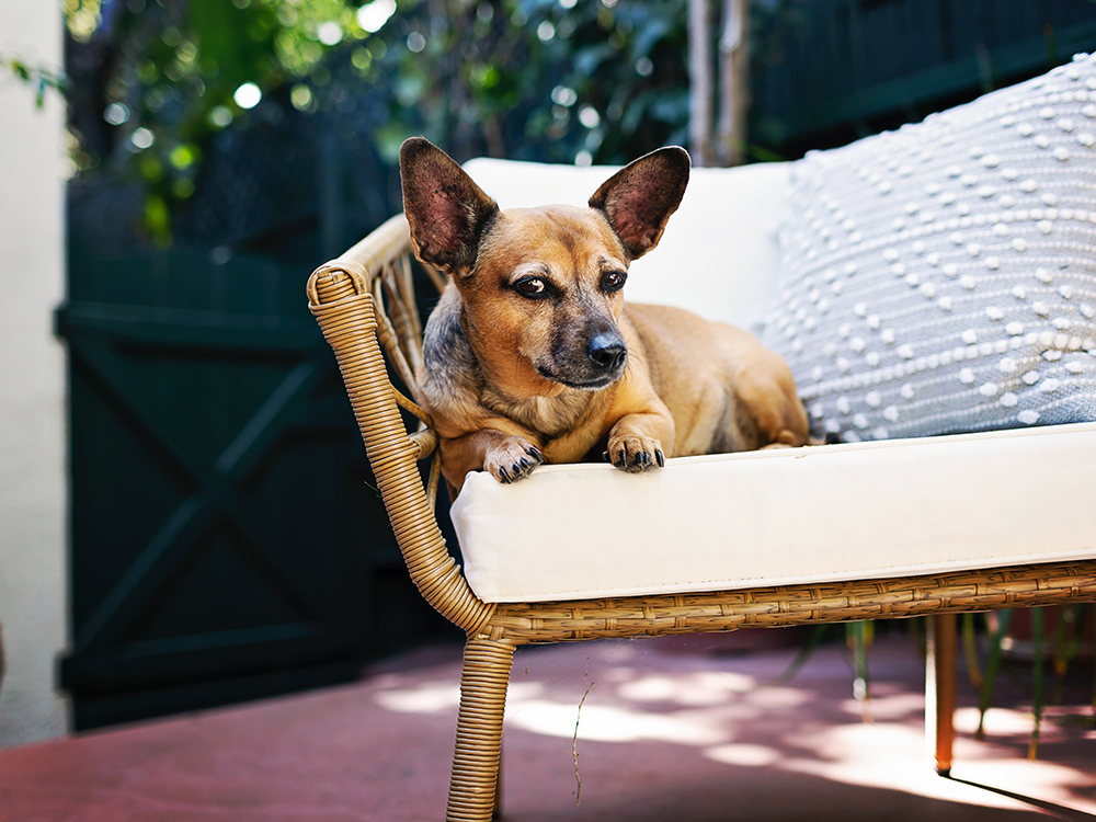 ashley nicole black's dog gordi