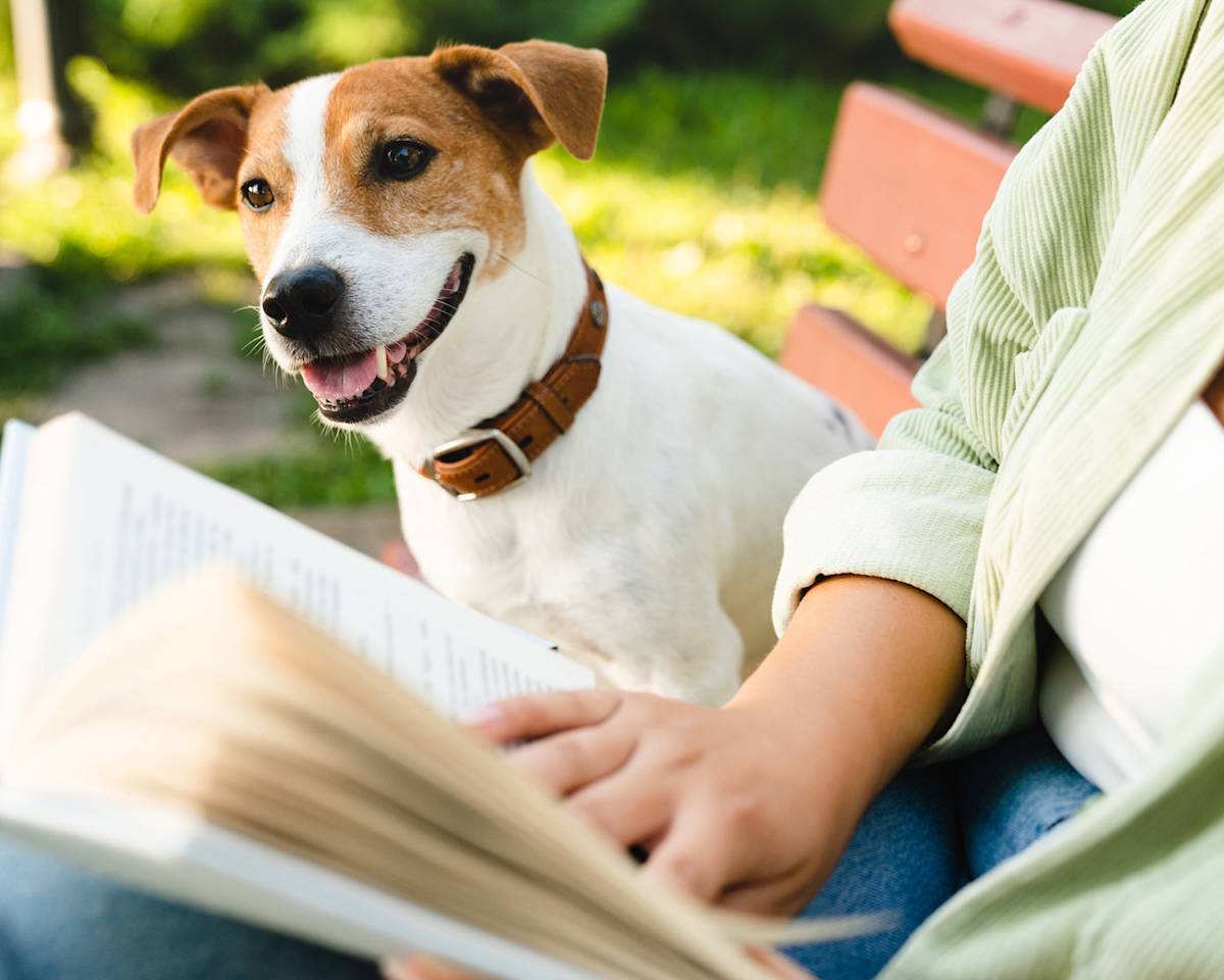 A brown and white dog sits next to a woman on a bench who is reading a book