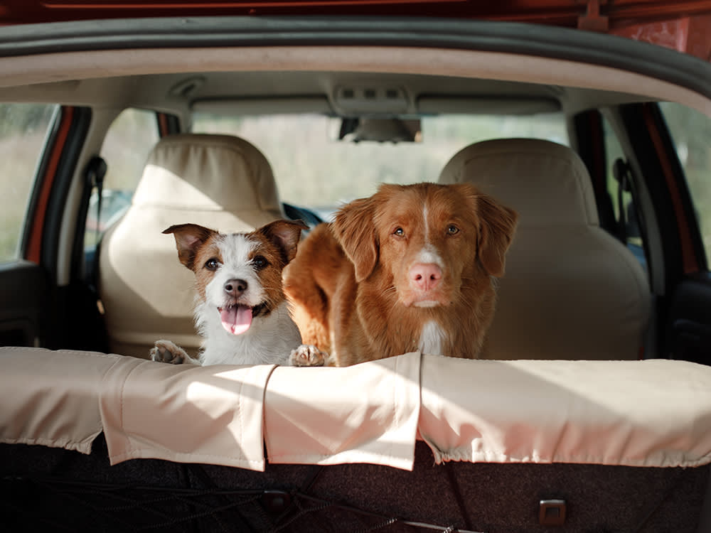 10 DogFriendly Cars and SUVs Perfect For Your Next Family Road Trip