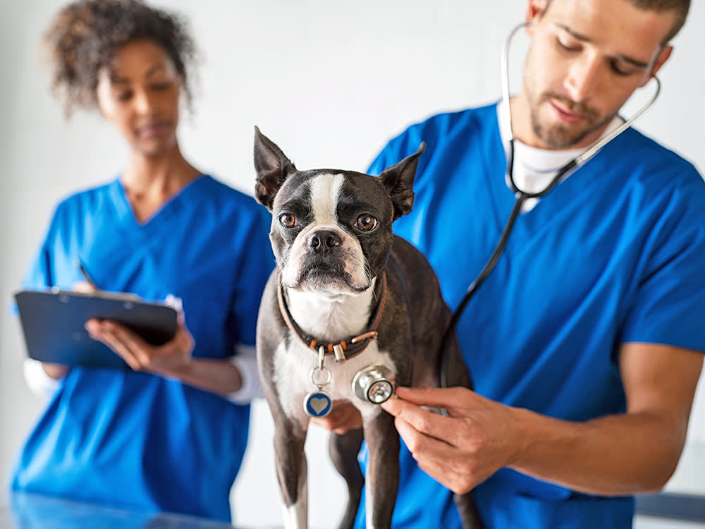 Two vets examining a dog in the office.