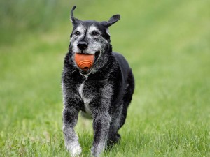 Games to Play with Your Senior Dog