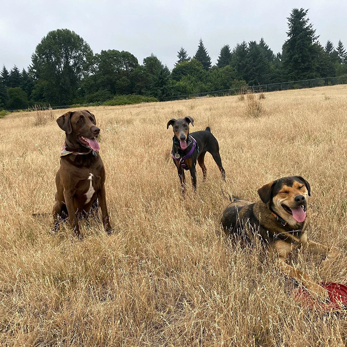 three dogs playing at Westlake Park