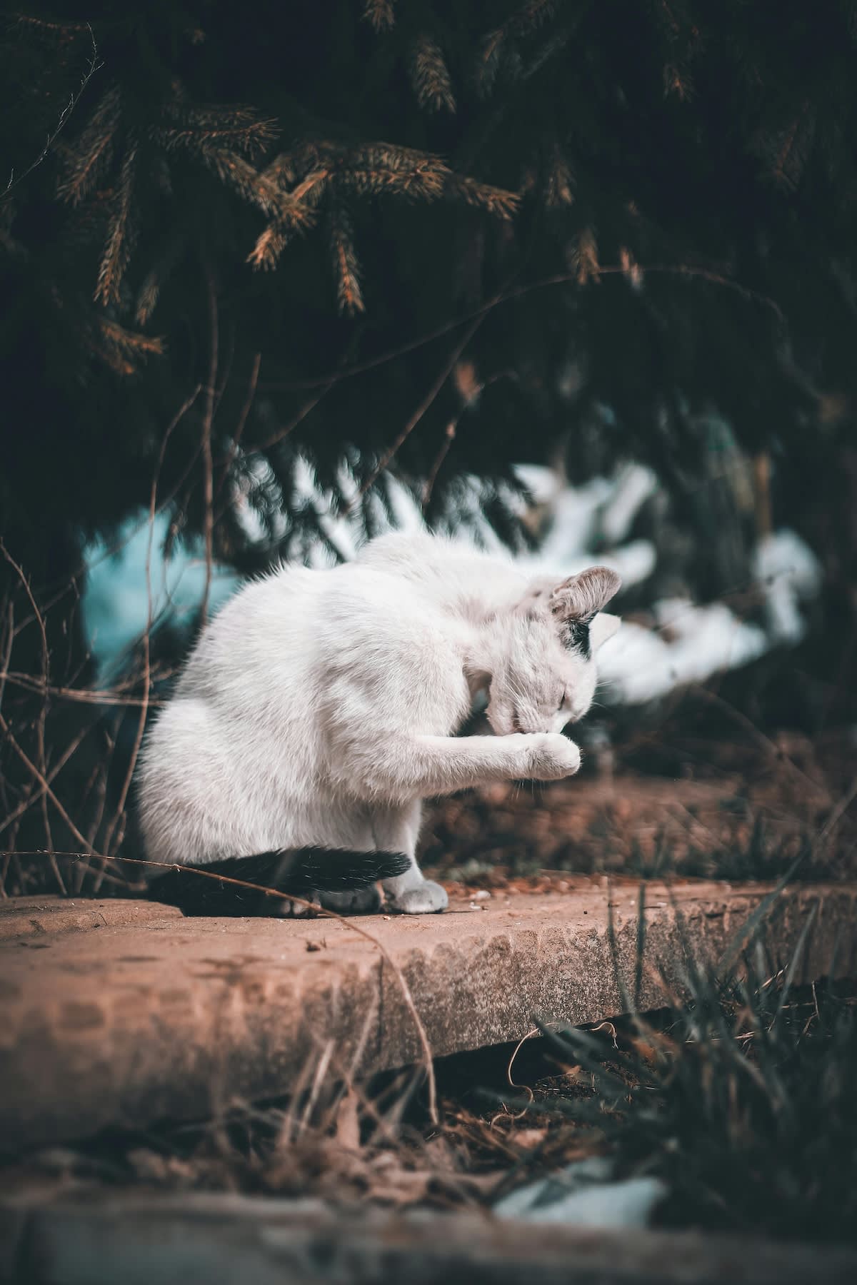 a picture of a white cat grooming themselves in the snow