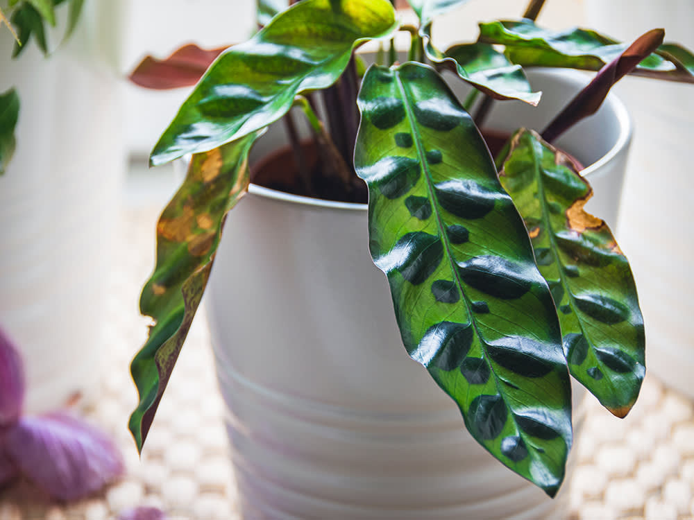 rattlesnake plant