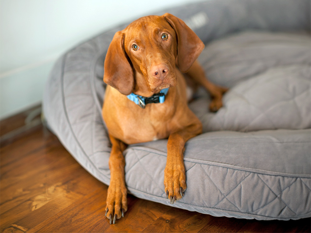 Hungarian Vizsla