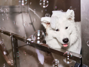 A white dog getting a bath with suds and bubbles everywhere. 