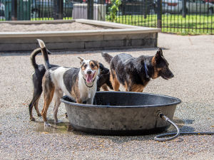 dogs at dog park drinking water and playing in pool