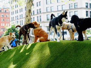 dogs at dog park drinking water and playing in pool