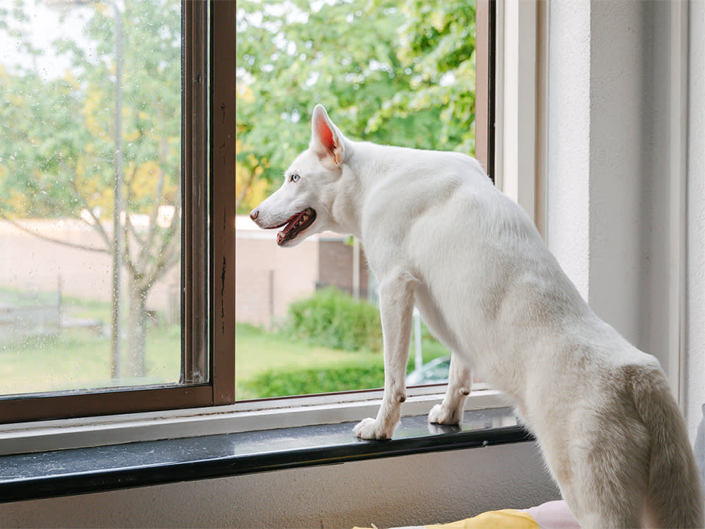 A white dog staring out a window. 