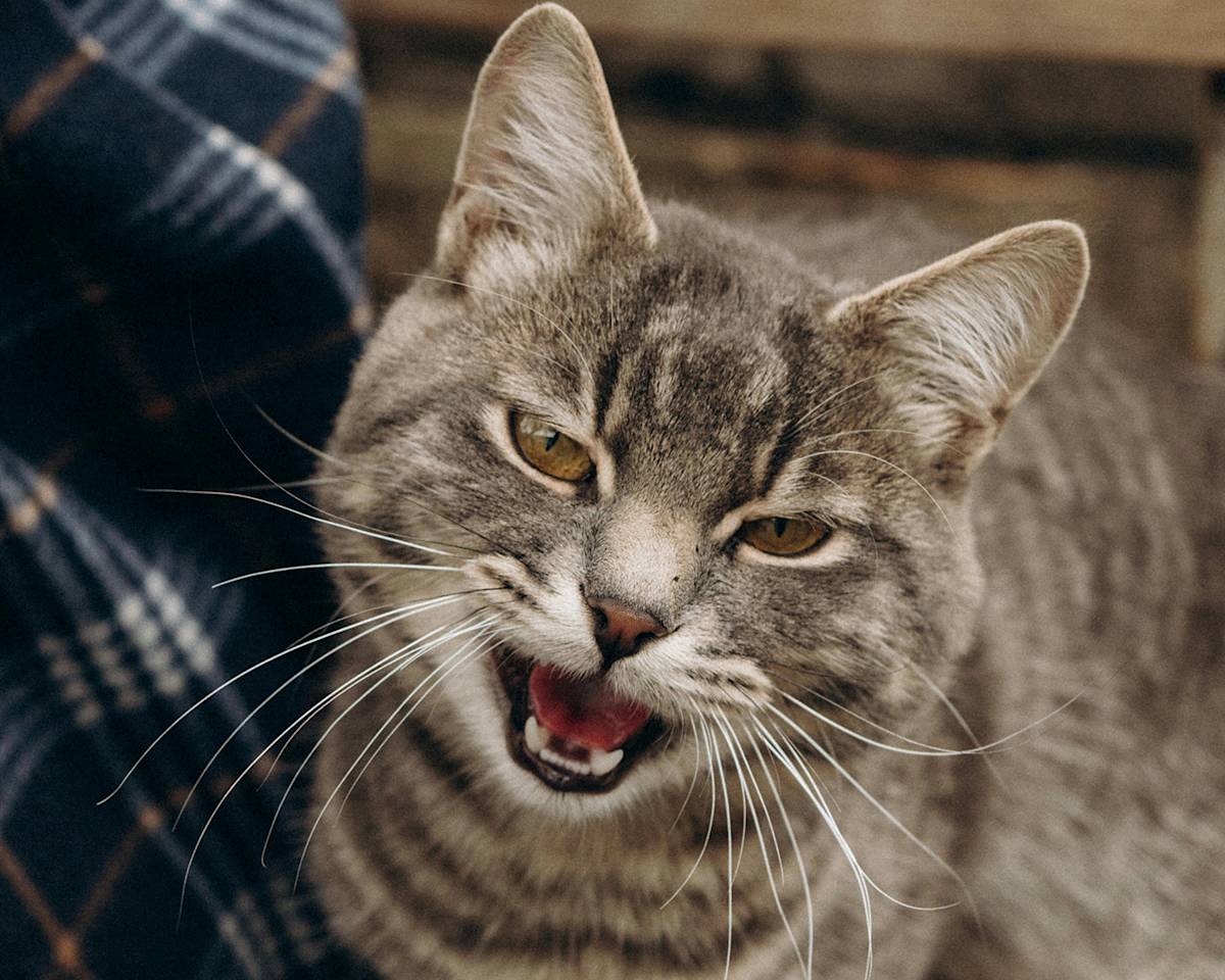 cat hissing