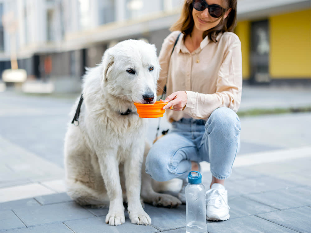 Woman hold a bowl and gives a water to her big white dog while sitting on her feet in courtyard of the residence. 