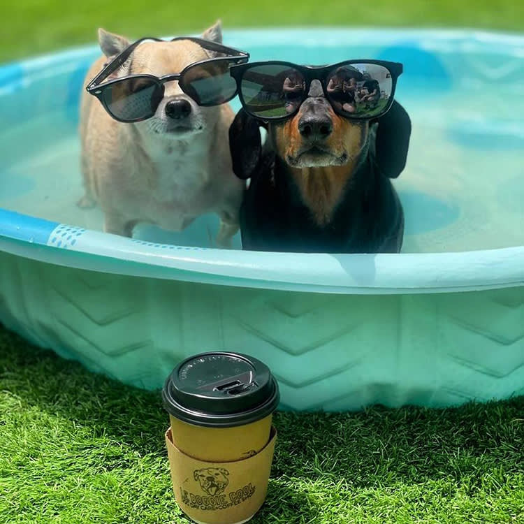 2 dogs in sunglasses in a pool 