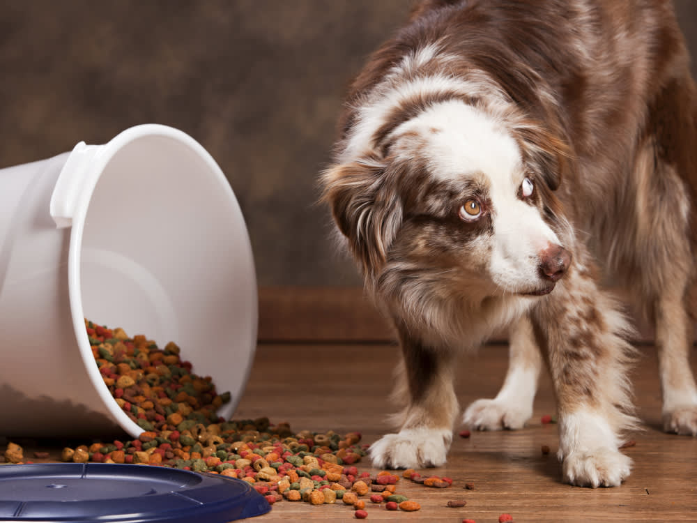 Dog standing next to dog food spilling out of a container