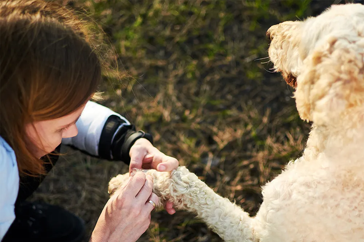 pet parent removing tick from dog's paw