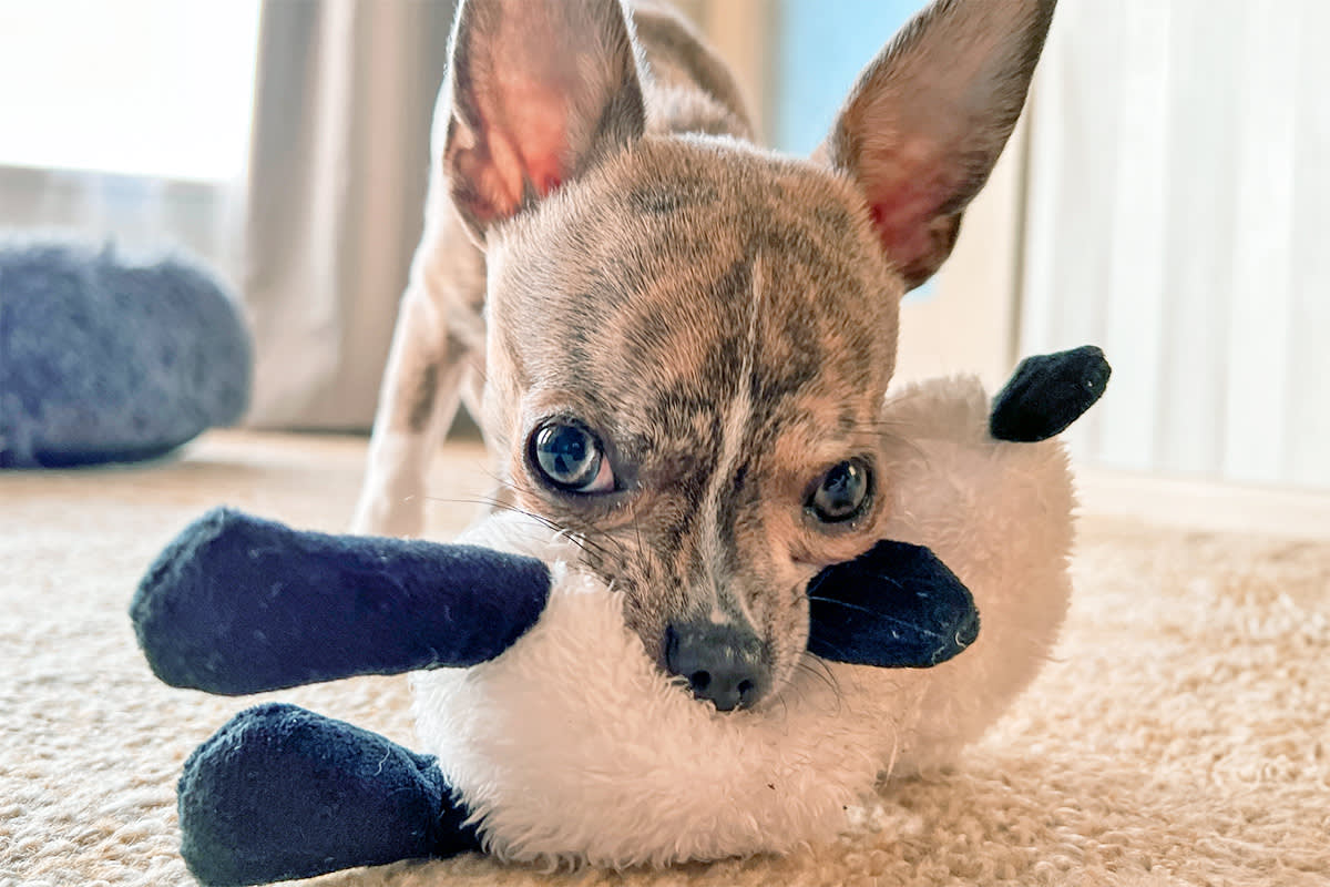 small dog holding a toy