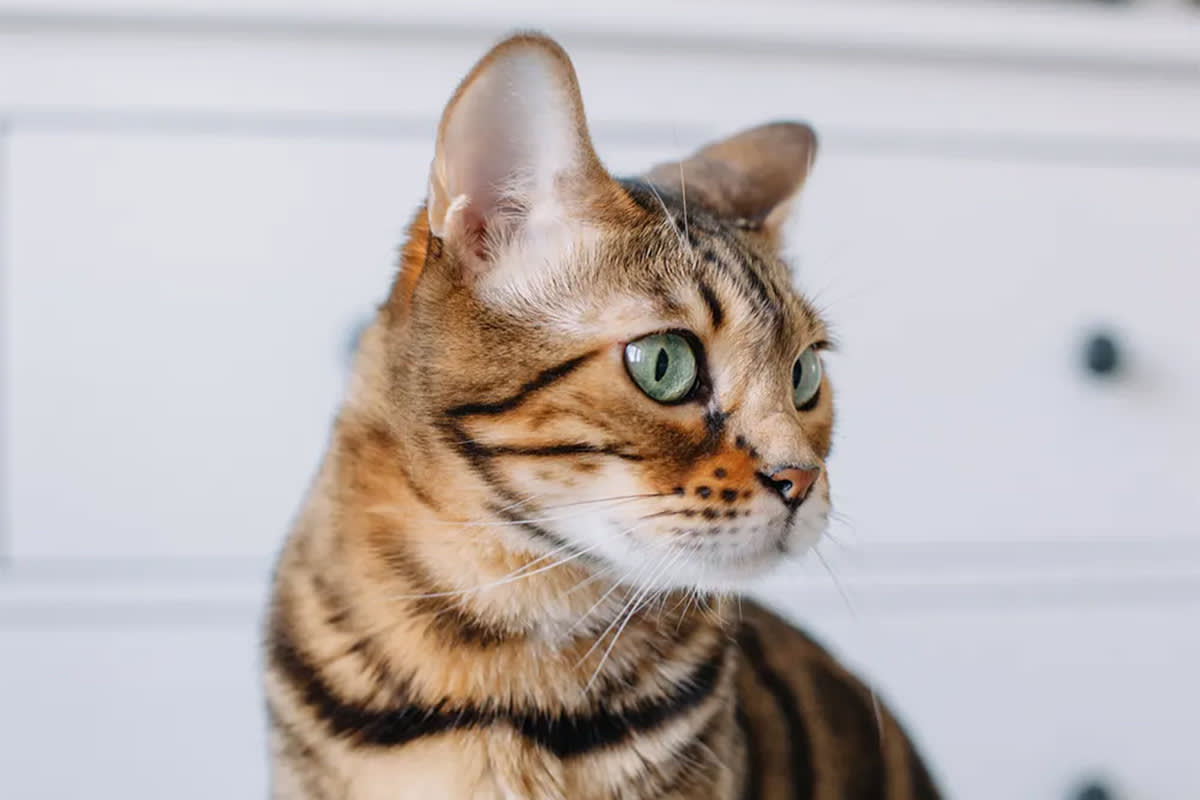 Bengal cat