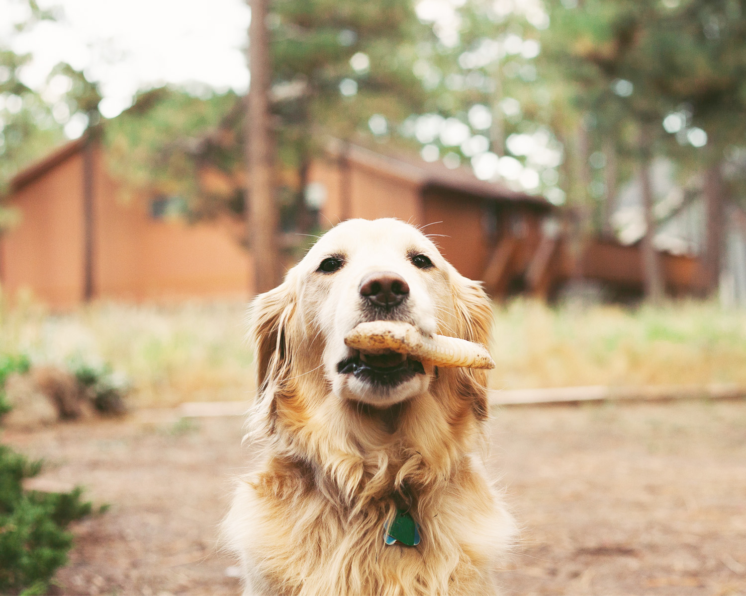 a golden retriever looks at the camera with a chew in their mouth