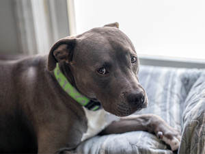 Pitbull puppy has a sad face and is in trouble.