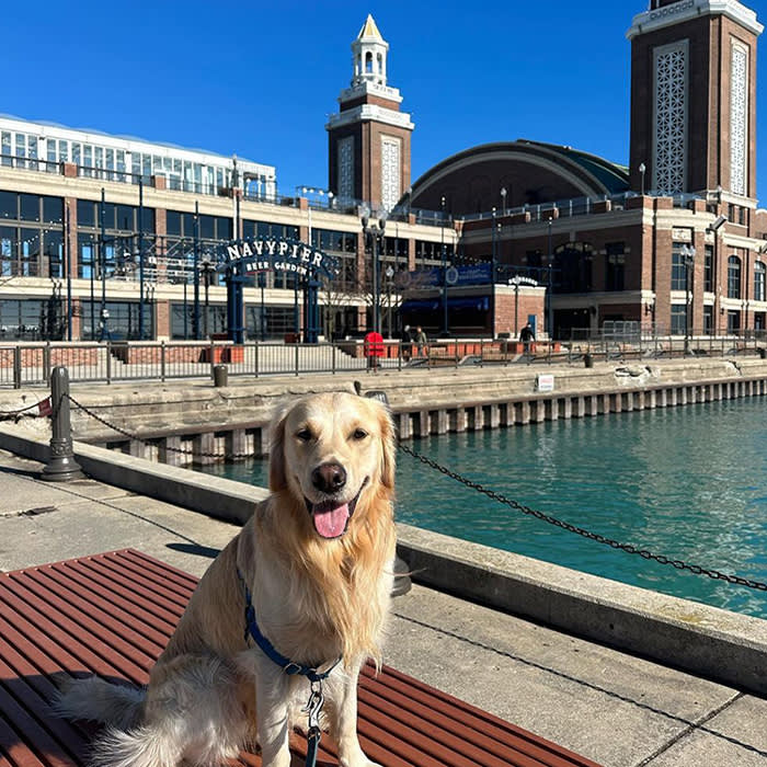 a dog by the water at Navy Pier Boardwalk