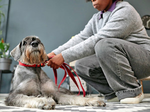 Woman leashing up her dog to get ready for a walk.