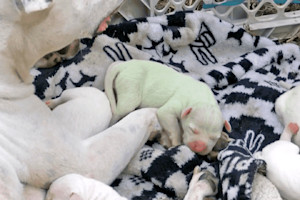 Pit Bull Gives Birth to Green Puppy, Family Names Dog Fiona in Cute Nod to the Shrek Movies.