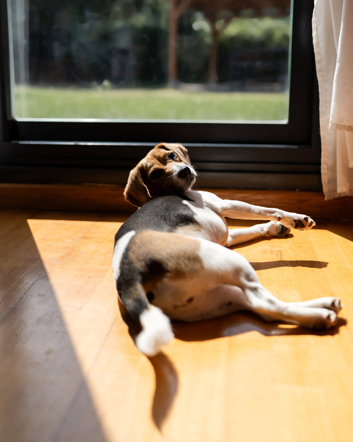a dog lies in the sun by a french window