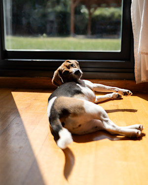 a dog lies in the sun by a french window