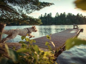 White dog with curly fur running on a dog at a dog camp