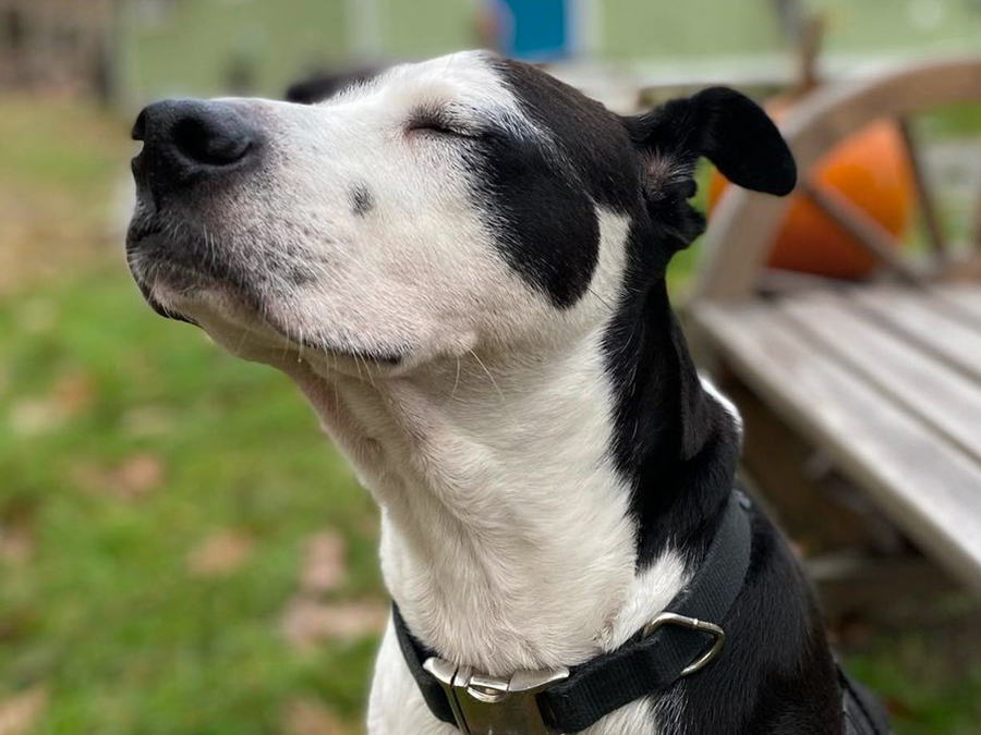 vicky kuperman's dog coach upstate