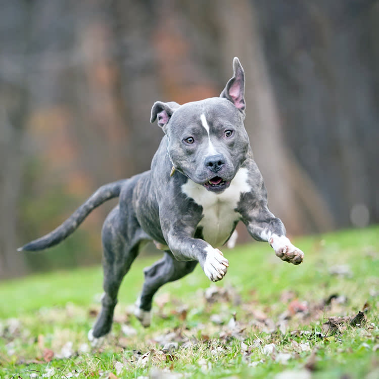 Cute Pit Bull dog running around outside.