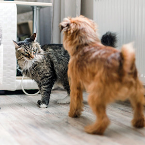 Cat staring at cat inside the house.