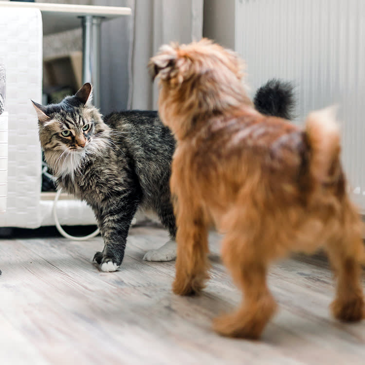 Cat staring at cat inside the house.