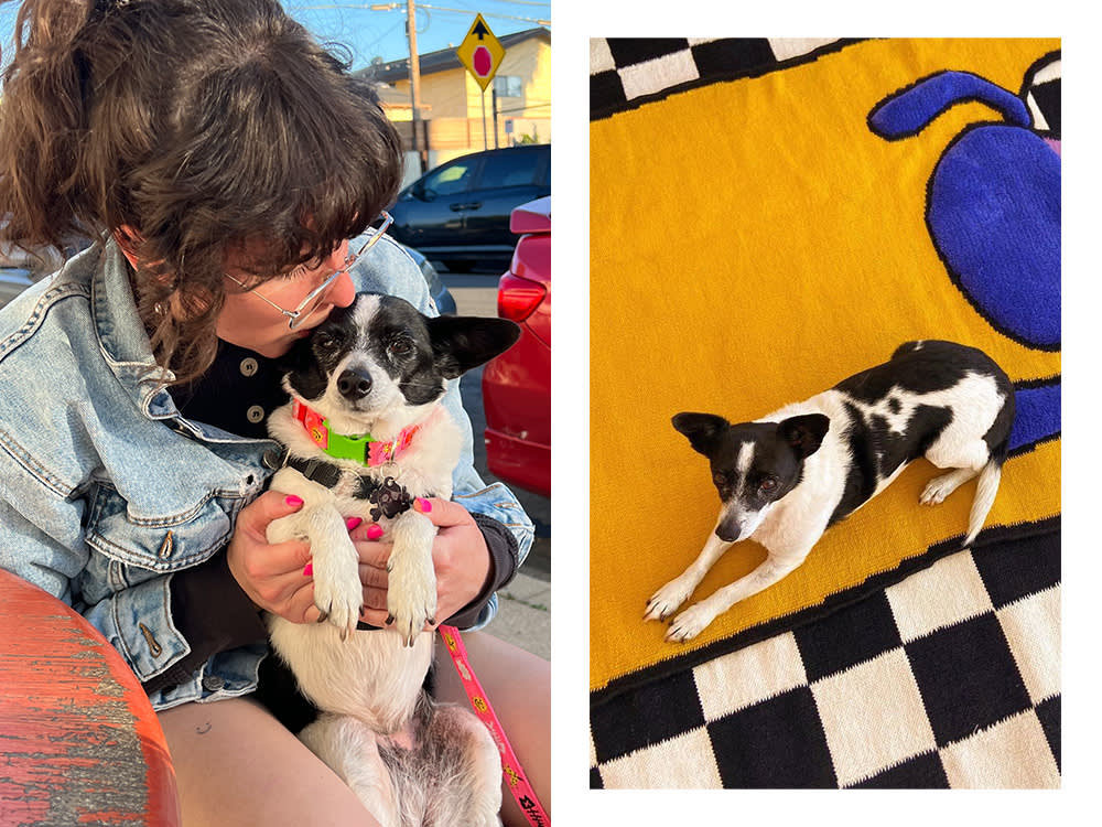 Isa of Gentle Thrills in a car; Isa's small black and white dog