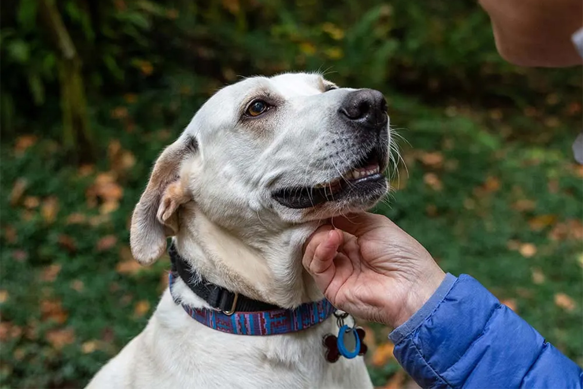 Person petting white dog