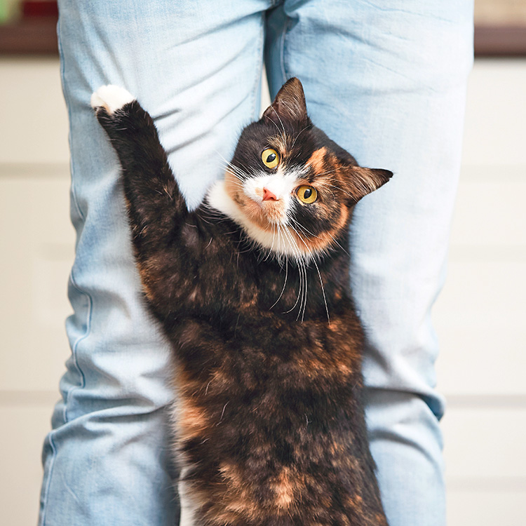 Cat trying to hump someone's leg.