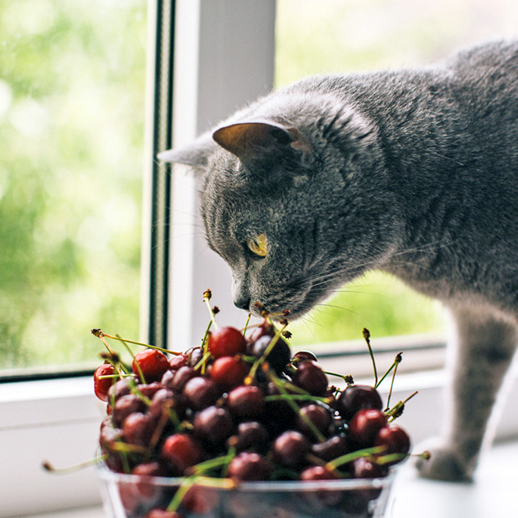 Cat sniffing bowl of cherries.