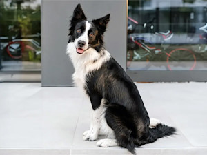Border Collie dog sitting outside.
