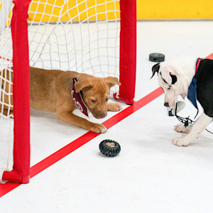 Stanley Pup