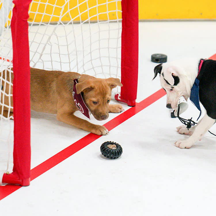 Stanley Pup