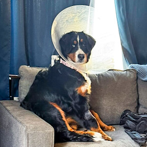 Meet Luna, a 7-month-old Bernese Mountain Dog with a *serious* sock obsession.