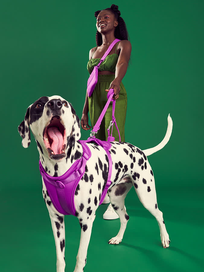 person walking Dalmatian dog on purple leash and harness
