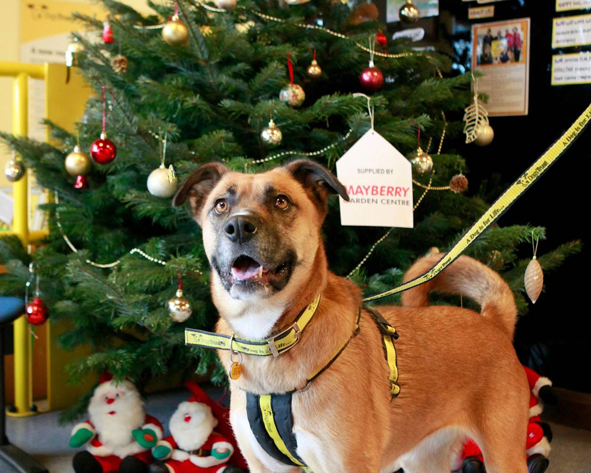 Dogs Trust dog in front of a christmas tree