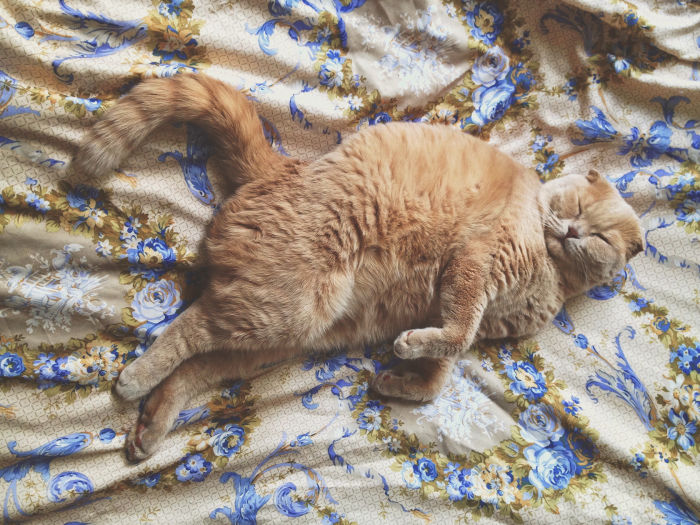 overweight orange cat