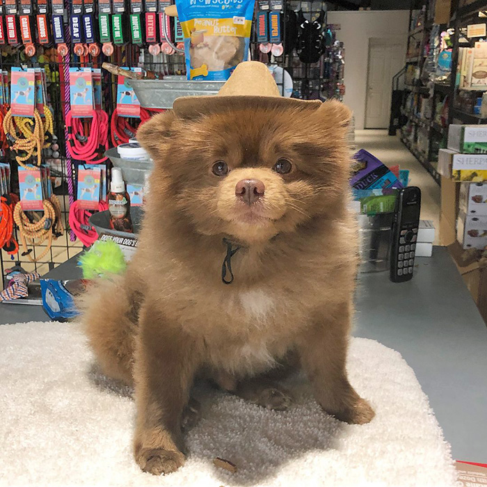 a small brown dog at The Upper Paw