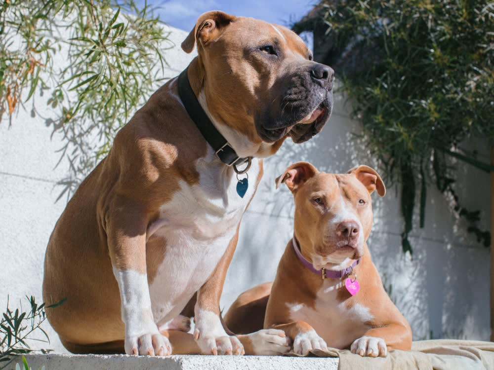 Taylour Paige's rescue Pit Bulls